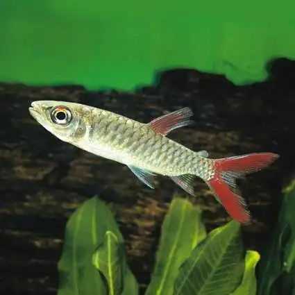 鱼-灯-红尾平克-chalceus macrolepidotus-30cm-南美-1.jpg