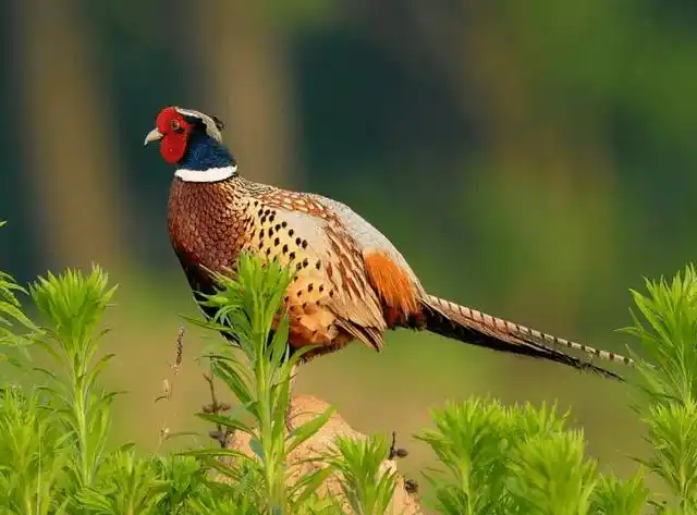 野鸡明明已经泛滥农村随处可见为何还是国家保护动物