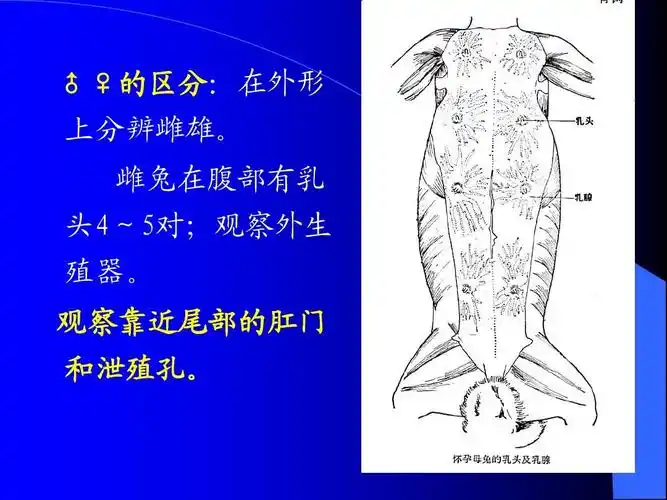 动物学实验-家兔的解剖.ppt