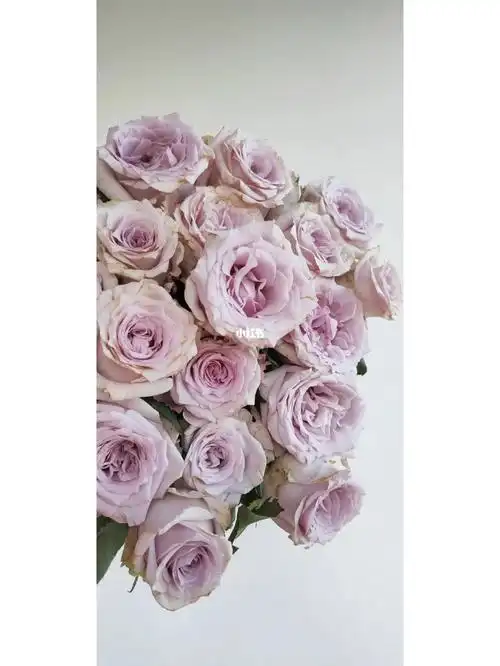 蓝气球陨石初吻玫瑰