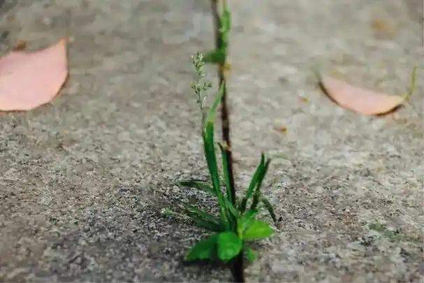 顽强的小草