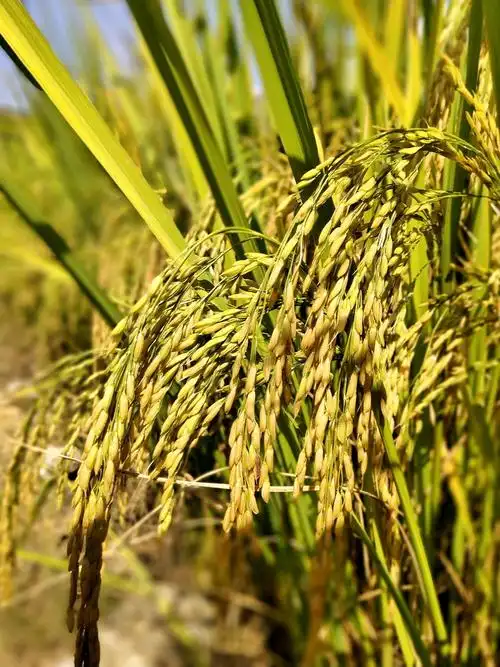 秋天的谷穗沉甸甸