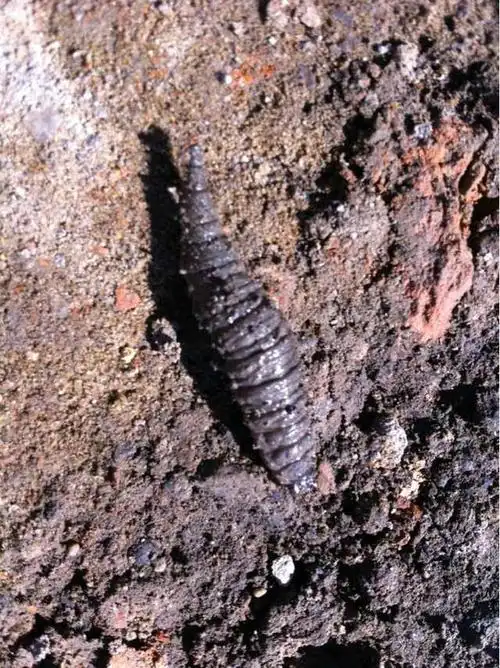 分享到: 绝对不是水蛭.看着像水蛆,是牛虻之类牤蝇的幼虫.