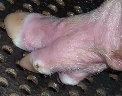 猪口蹄疫主要临床症状  p>发病猪口腔粘膜,舌面,鼻镜,蹄叉,蹄冠部及