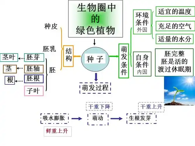 3生物圈中的绿色植物的思维导图