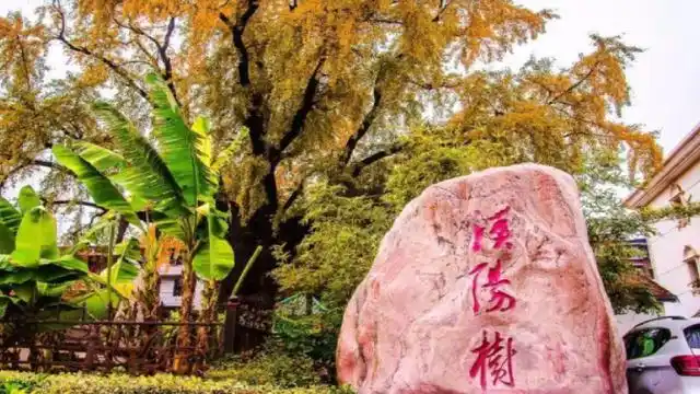 武汉"最年长"的长命古树,历史超过530年,人称"汉阳树"