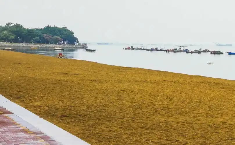 金滩 北海市北部湾1号临海的沙滩是金黄色的,叫金滩.