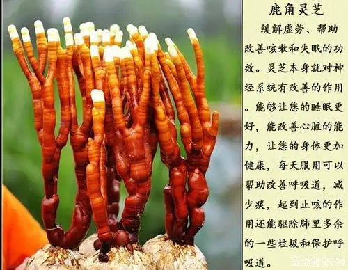 鹿角灵芝的功效与作用_功效与作用