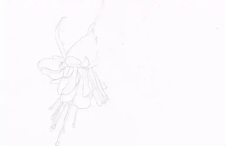 彩铅教程手绘小清新的倒挂金钟