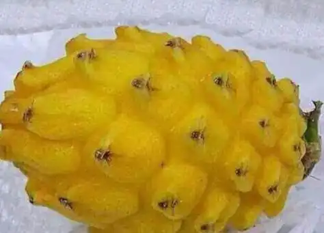 麒麟果和黄龙果的区别 吃麒麟果的好处_水果知识_做法,功效与作用