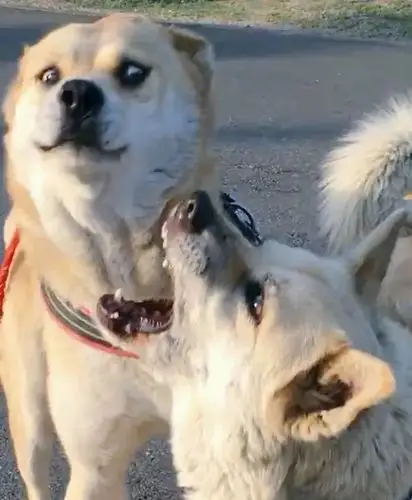 分享一波沙雕鬼畜情头感受下这残暴而狰狞的爱吧