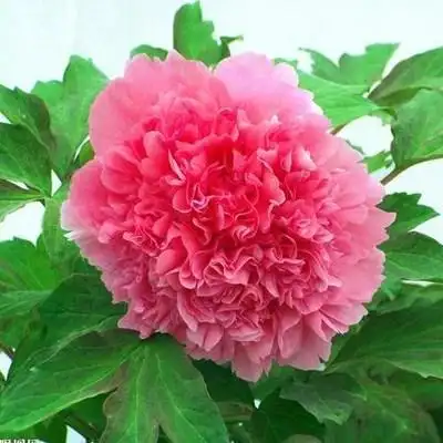 仙桃牡丹牡丹花花苗大苗盆栽四季开花不断庭院花卉