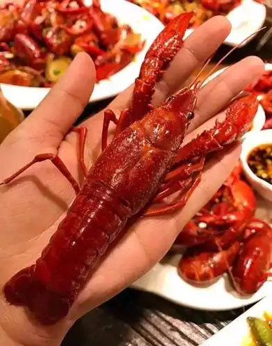 胃重要的是吃货们可以参加吃龙虾大赛青岛啤酒喝到爽还有龙虾券可以拿