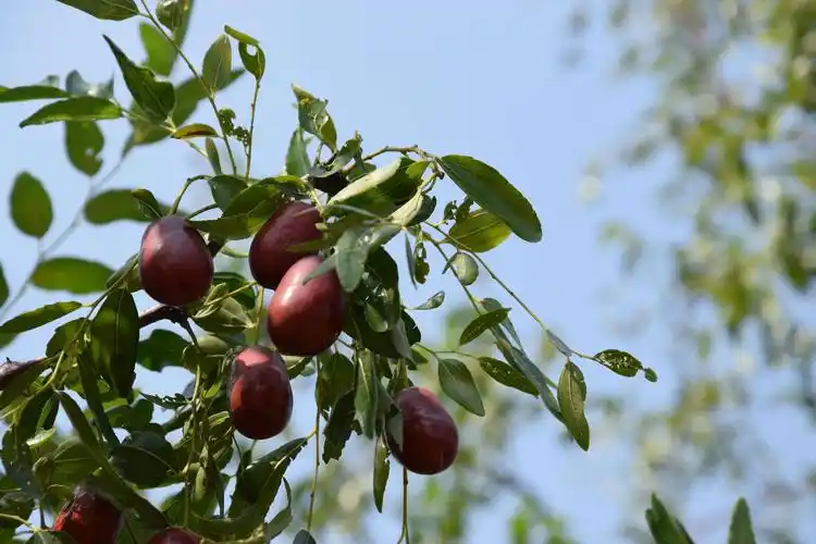 枣运吉祥一一一 摄影研创班行摄葛石好运枣园纪实.