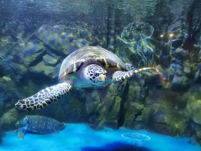 北京海底世界在什么地方(北京海底世界在什么地方停车)