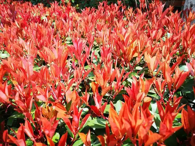 城市绿化的常见灌木树种