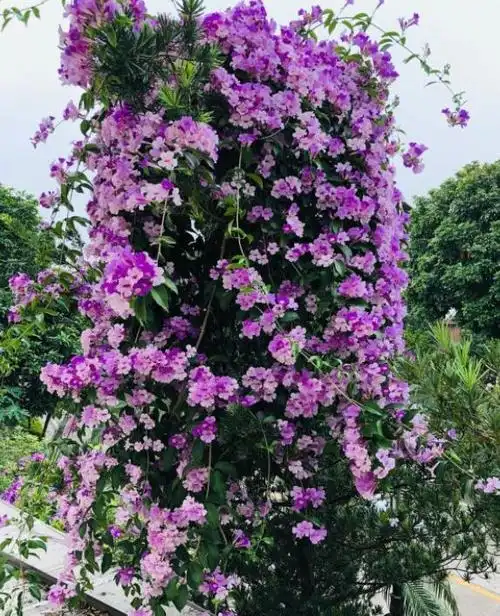 "2种"好养的爬藤花,花期大半年,基本无病虫害,盆栽也能开爆