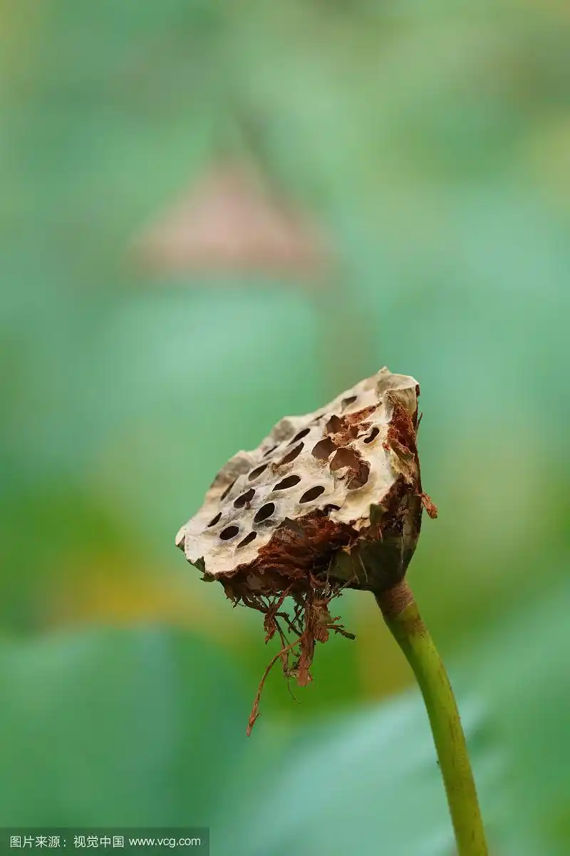 枯萎的莲蓬