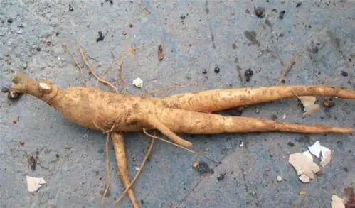 农村这种植物,以前被农民当做猪食,其实是"土人参"极其珍贵