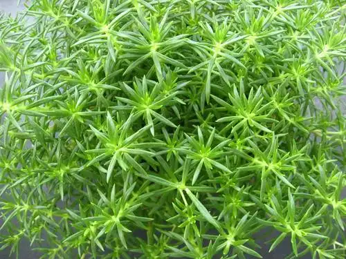 求这两种植物学名