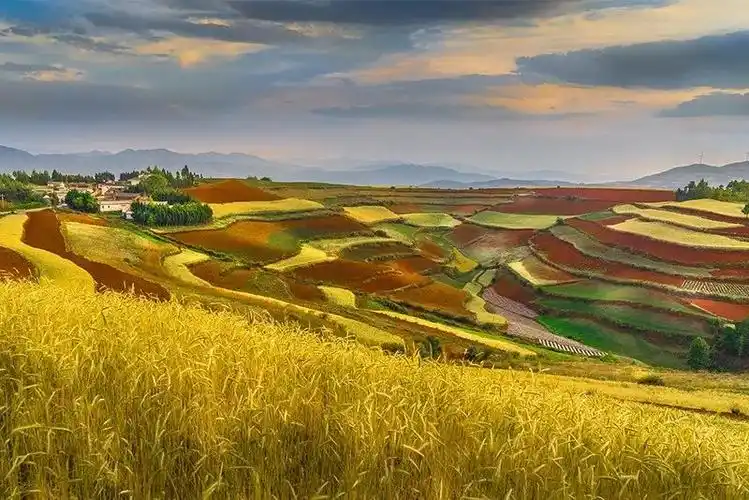 三亚再添一处网红打卡地彩色稻海即将绽放