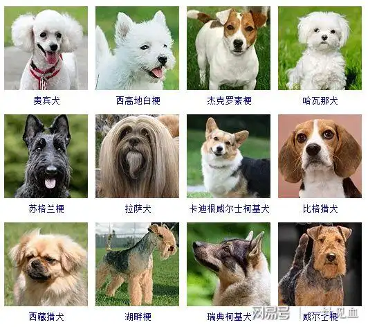 快来看看世界狗狗品种大全为啥没有中华田园犬呢