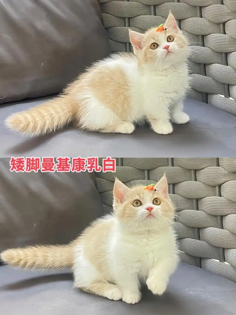 曼基康矮脚乳白找到家长啦!同品相有~.治愈毛色的乳白妹妹,矮 - 抖音