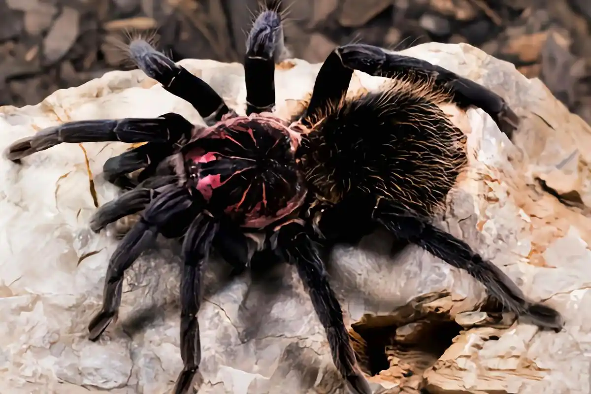 每天认识一种动物——哥伦比亚镭射蛛 哥伦比亚镭射蛛是蜘蛛目,捕鸟蛛