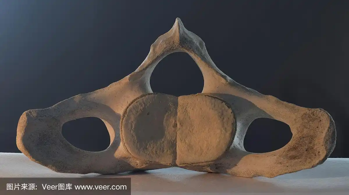 鲸,动物脊椎骨,大特写,白色,图像