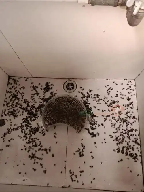 太恶心!三明这个社区苍蝇满天飞