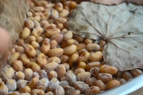 黄豆发霉怎么办