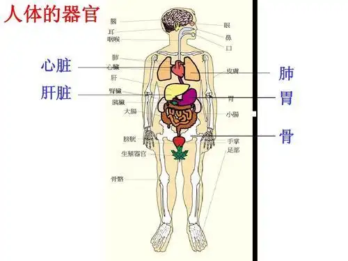 人体胃在哪个位置图片人体的胃在哪个位置图