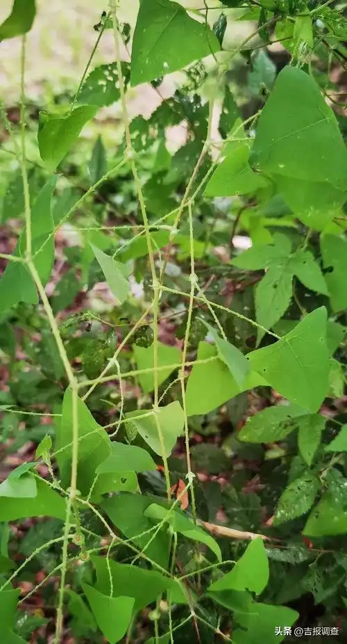 蛇倒退,又叫扛板归,俗称拦路虎,是一种中草药,具有清热解毒,利尿消肿