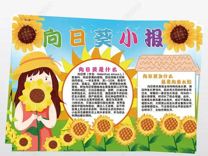 向日葵的介绍手抄报 介绍自己的手抄报