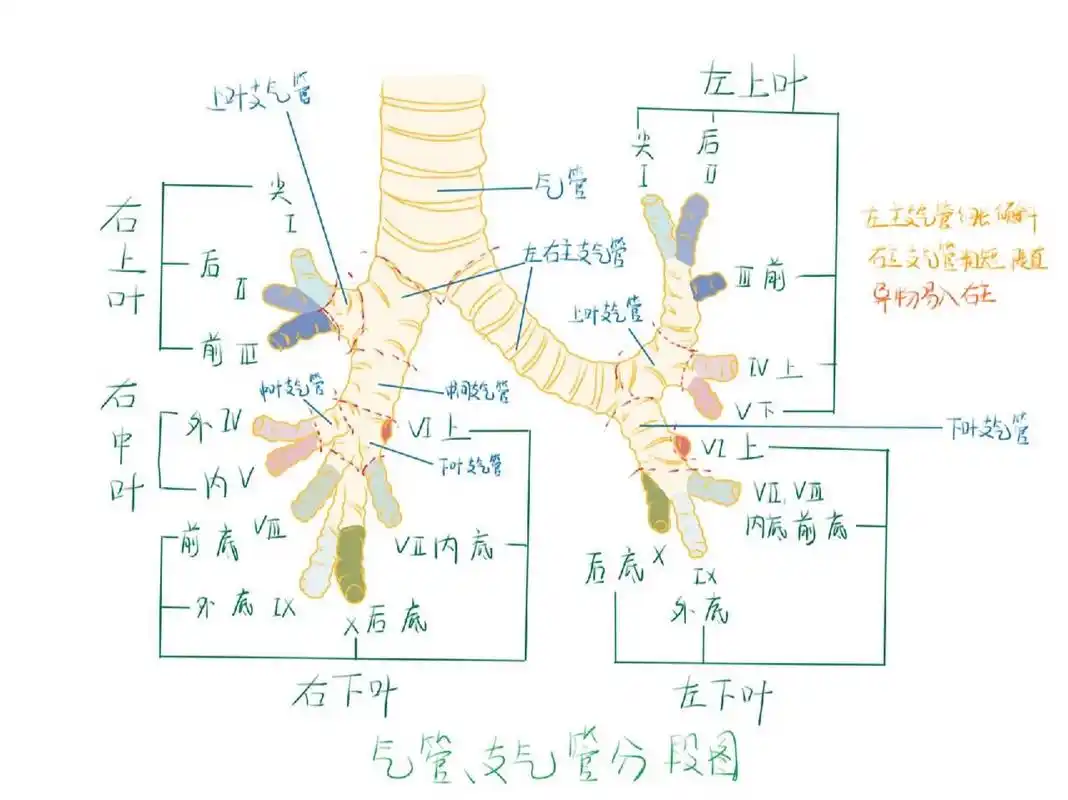 手绘肺部分段解剖图616 第六天