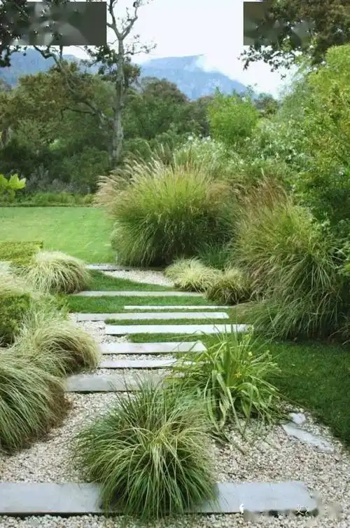 观赏草于园路景观的运用_手机搜狐网