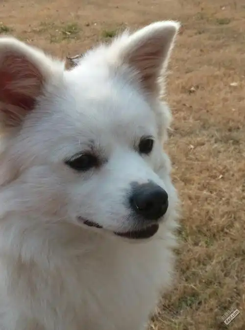 寻银狐串串bobby