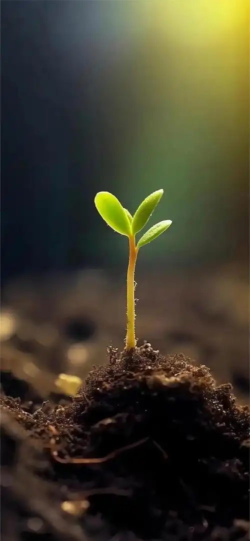 破土而出 向阳而生