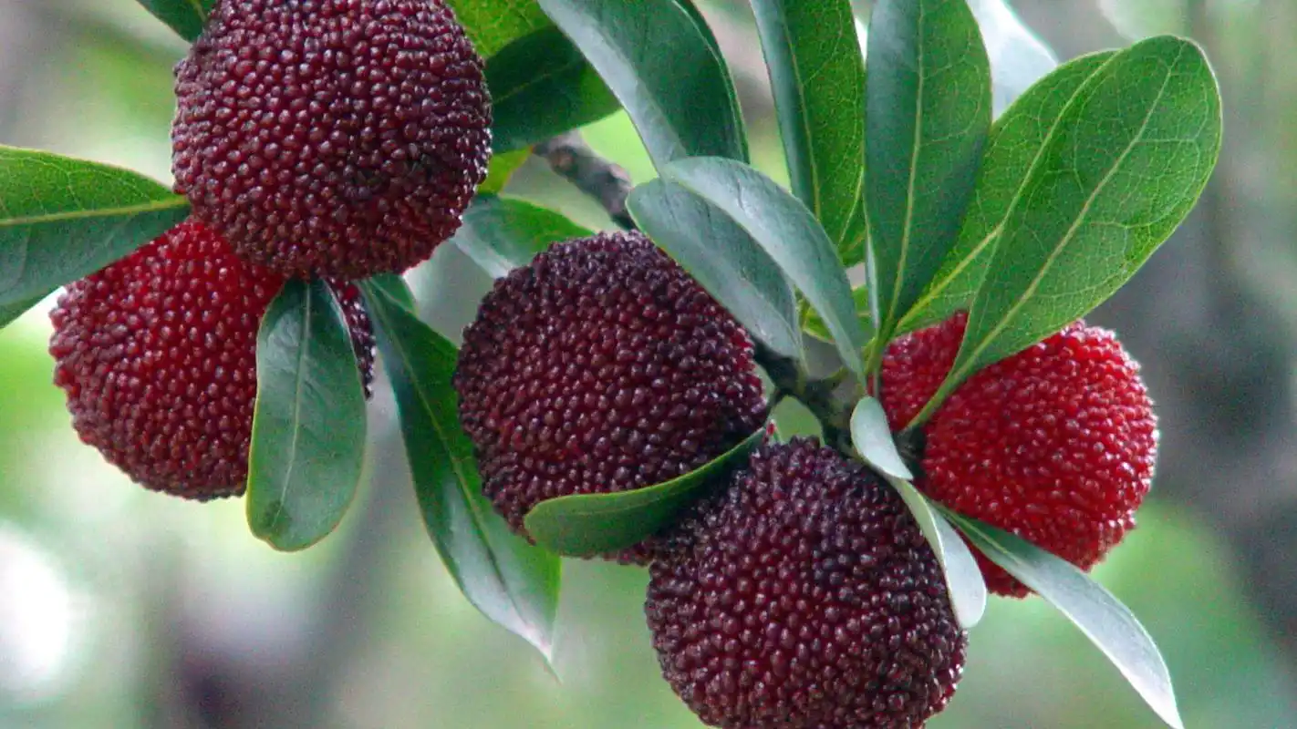 酸甜可口的杨梅电脑壁纸第二辑高清大图预览1920x1080_美食壁纸下载