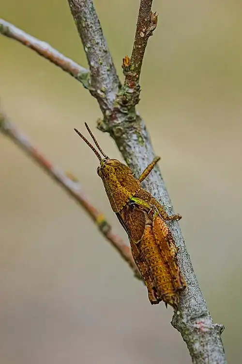 秋后的蚂蚱我不蹦