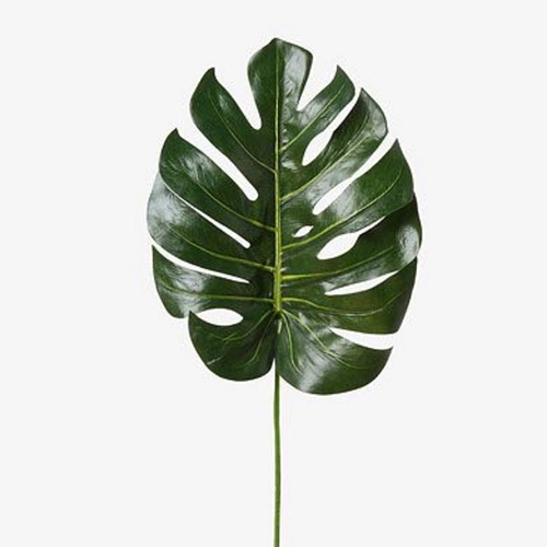 墨西哥的龟背竹,怎么成了北欧网红?