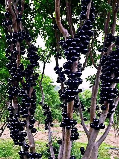 广州嘉宝果专业合作社果树现正火热推广中,欢迎前来参观选购.