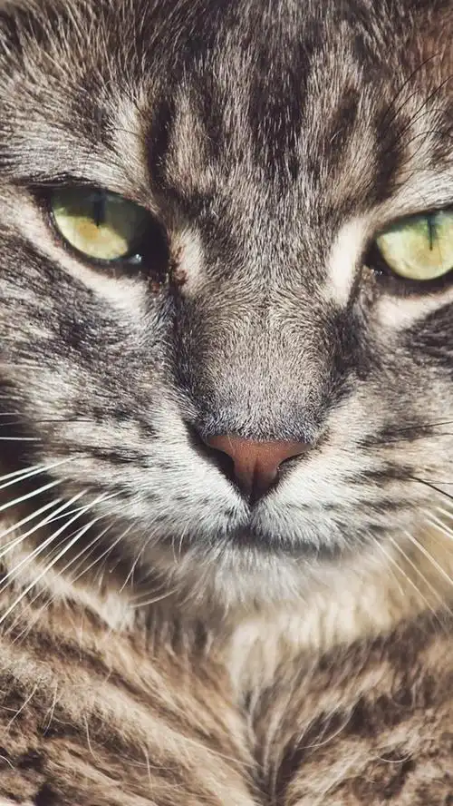 壁纸 野猫,胡须,眼睛,脸 1920x1200 hd 高清壁纸, 图片, 照片