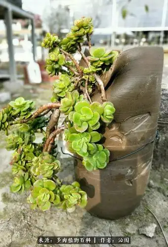 千千万万中独爱那些悬崖造型的多肉老桩们