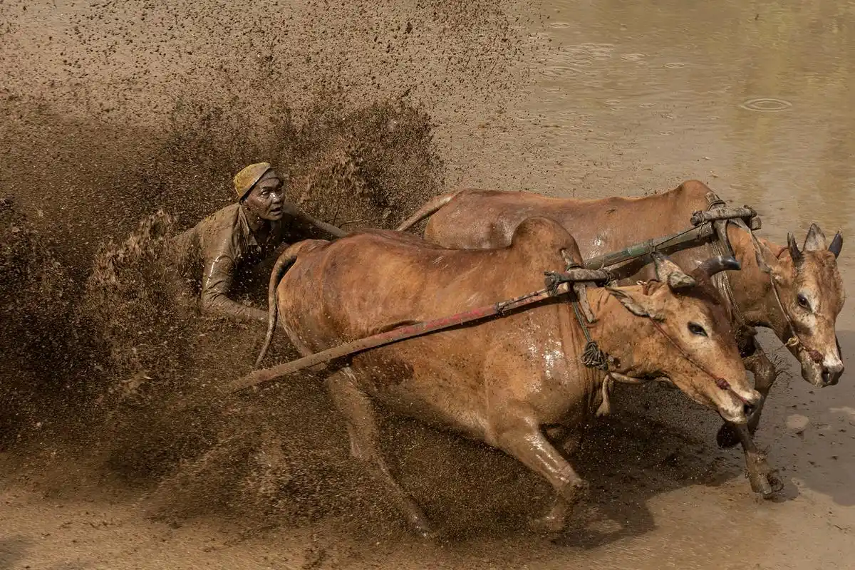 印度尼西亚:奔牛庆丰收