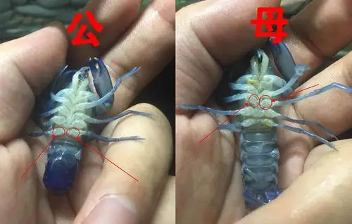 天空蓝魔虾澳龙印尼虾等怎么分公母