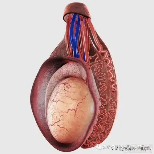 5,睾丸肿瘤中大约10%来源于隐睾,因此,9岁后的隐睾,建议首选手术切除.