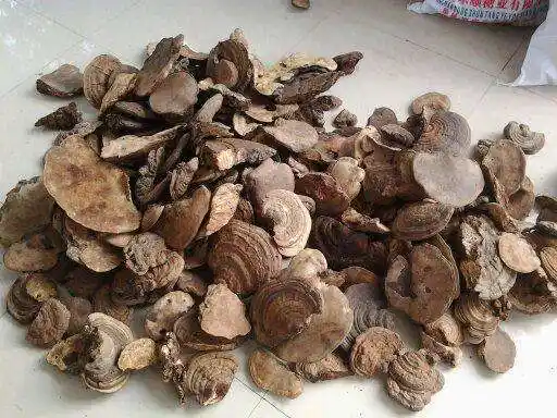 发霉变质的灵芝还可以吃吗?怎样辨别?