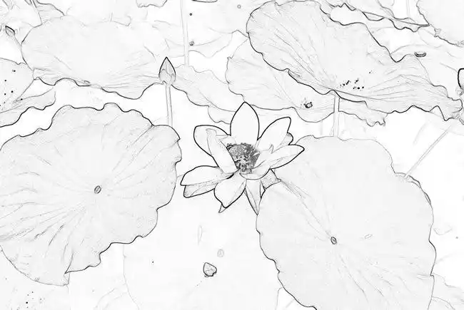 铅笔素描荷花图片