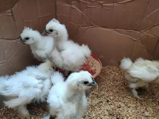 乌鸡宝宝第24天